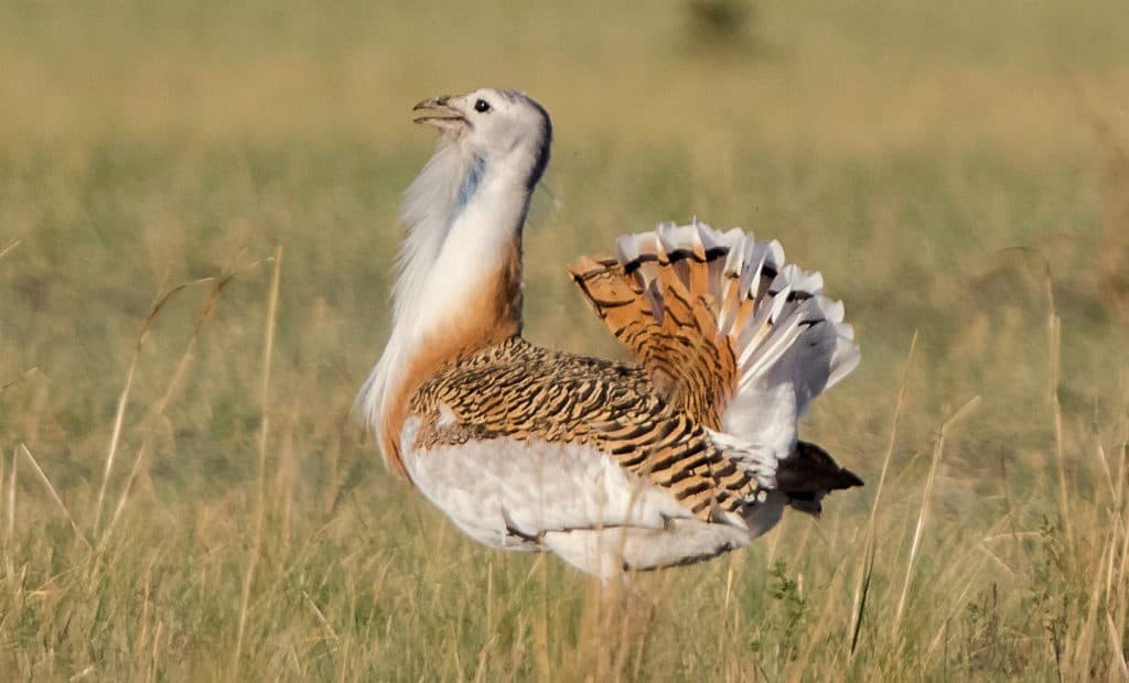 Mongolian Houbara Bustard