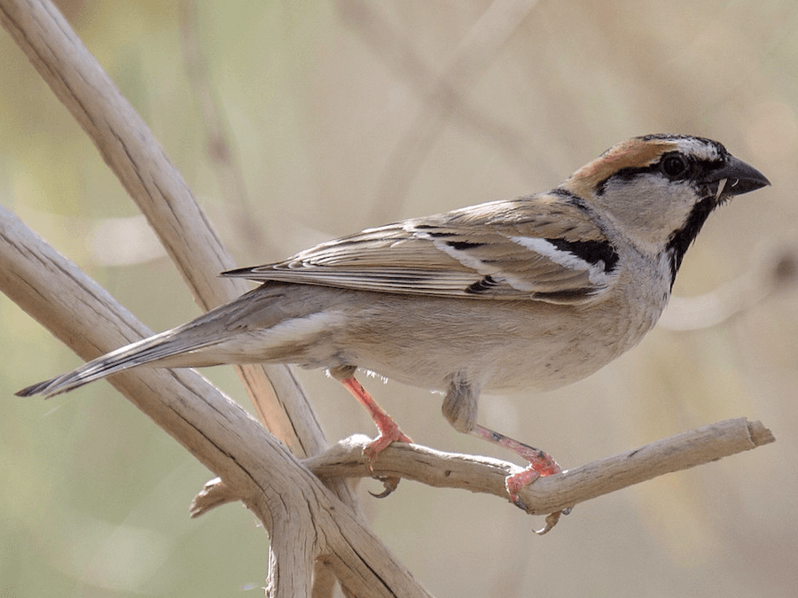Saxaul Sparrow