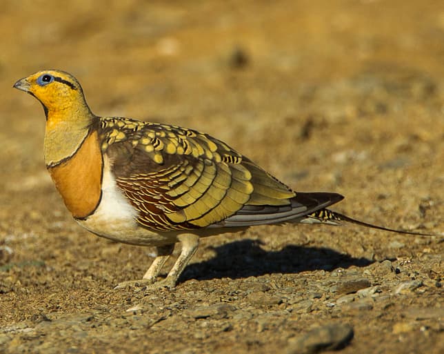 Mongolian Sandgrouse