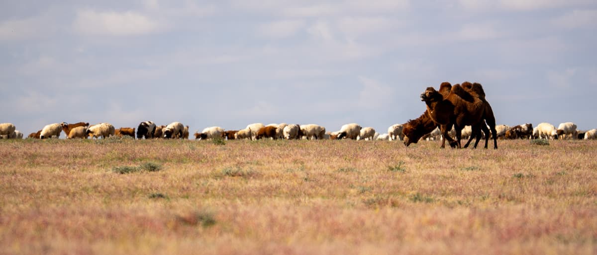 Mongolian culture photo 7