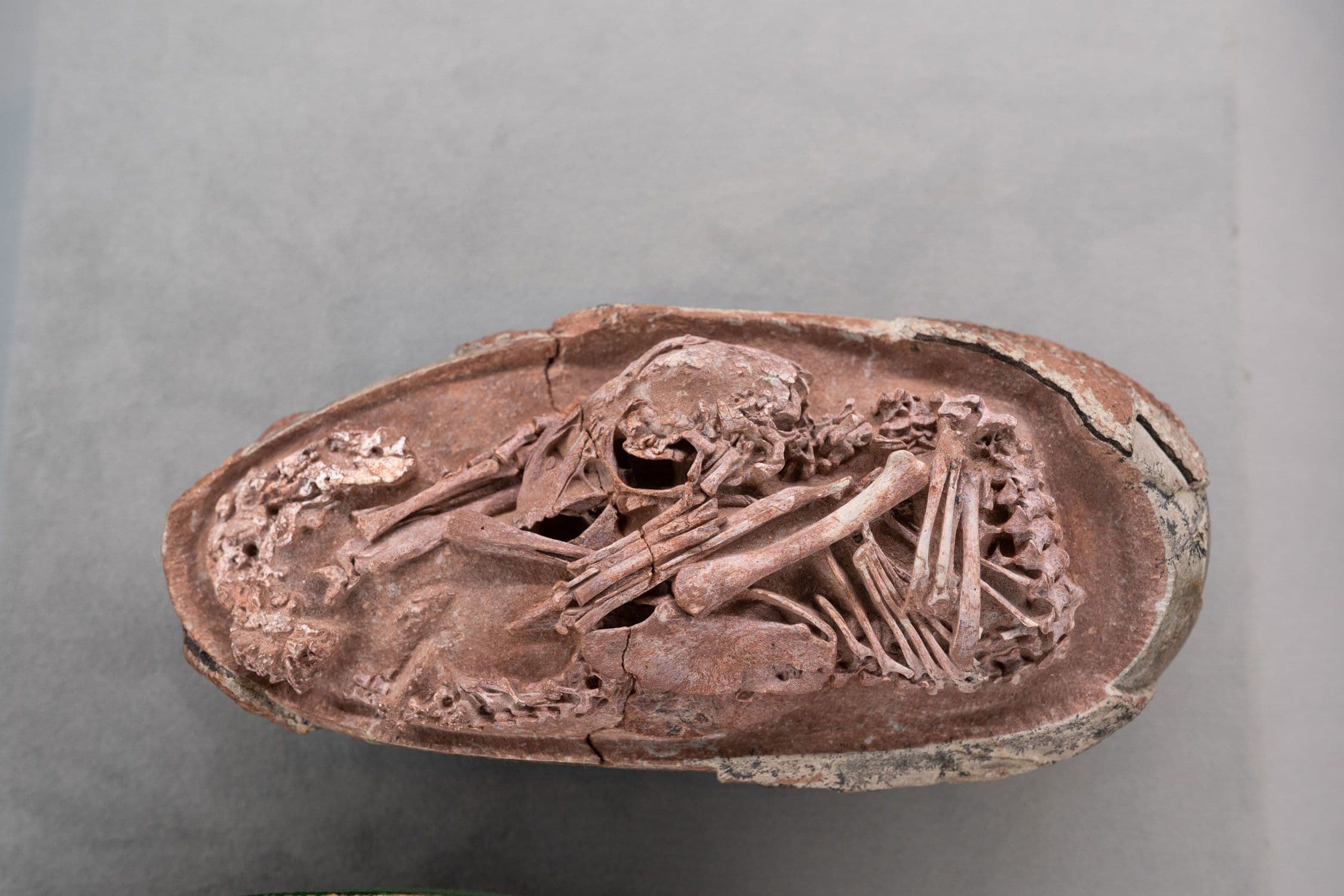 1922 dinosaur egg discovery at Bayanzag