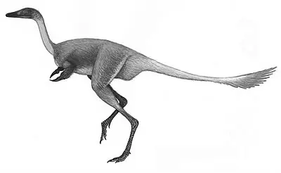 Mononykus olecranus dinosaur from Mongolia Gobi Desert