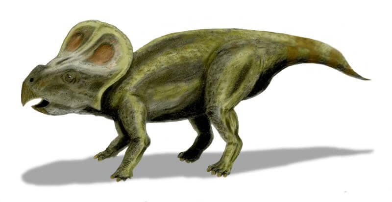 Zanabazar junior dinosaur from Mongolia Gobi Desert