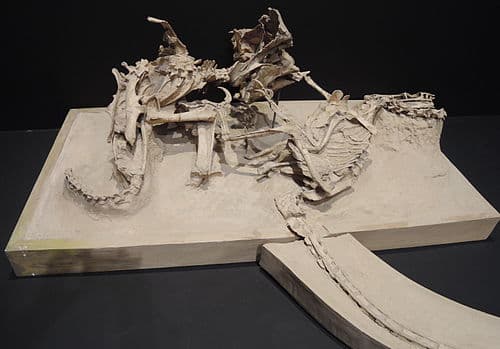 Fighting Dinosaurs fossil at Tögrögiin Shiree