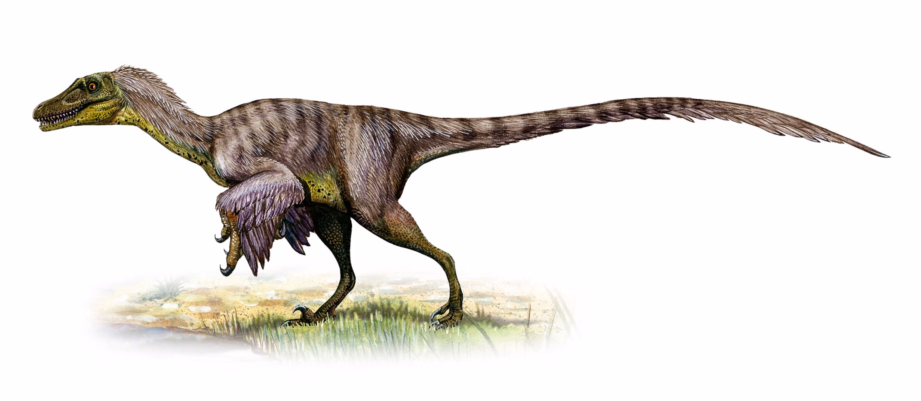 Velociraptor mongoliensis dinosaur from Mongolia Gobi Desert