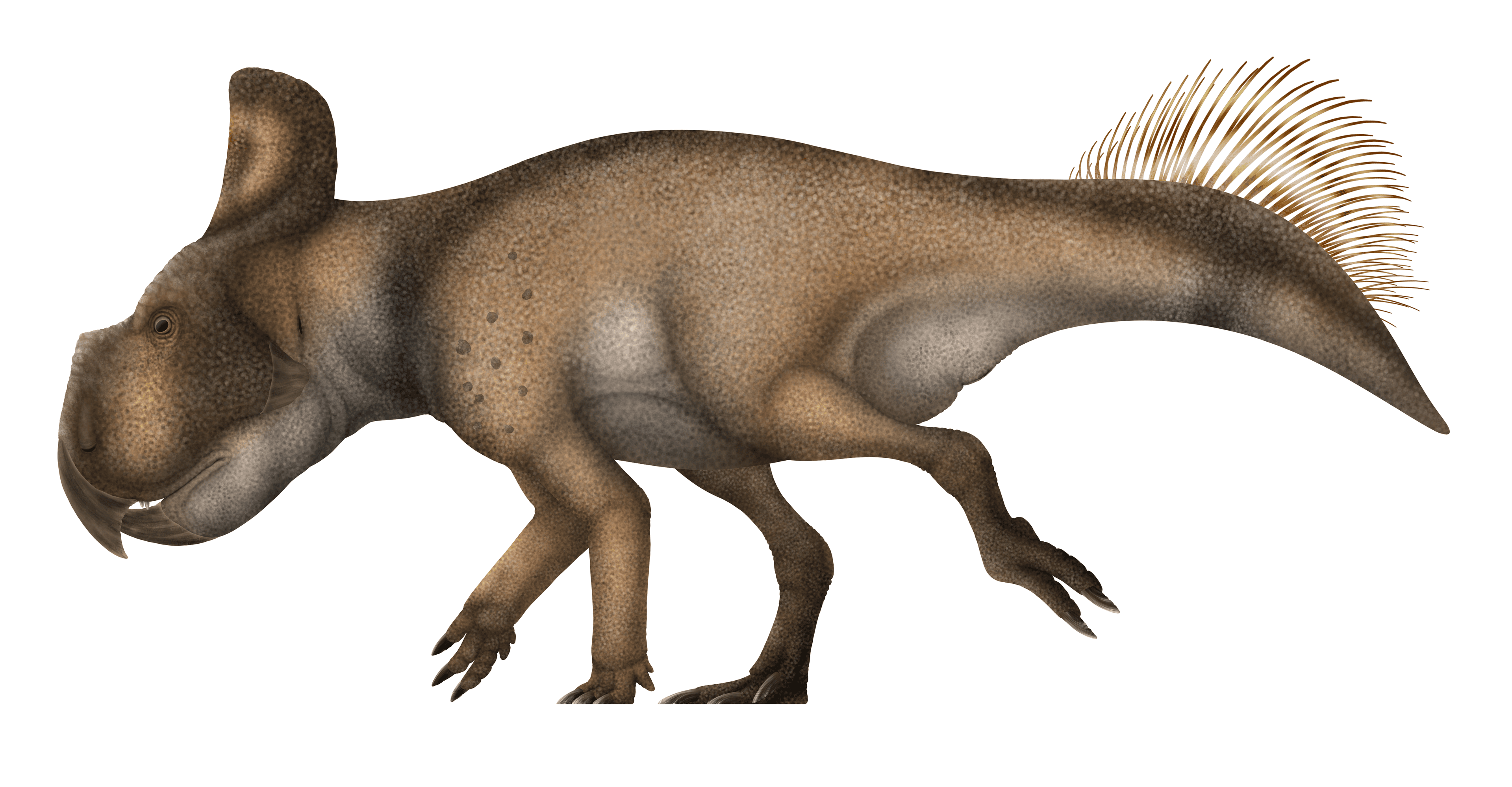 Protoceratops andrewsi dinosaur from Mongolia Gobi Desert