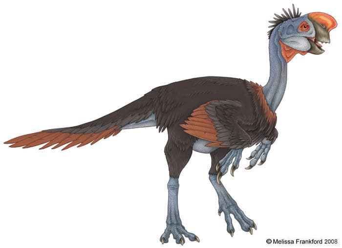 Oviraptor philoceratops dinosaur from Mongolia Gobi Desert
