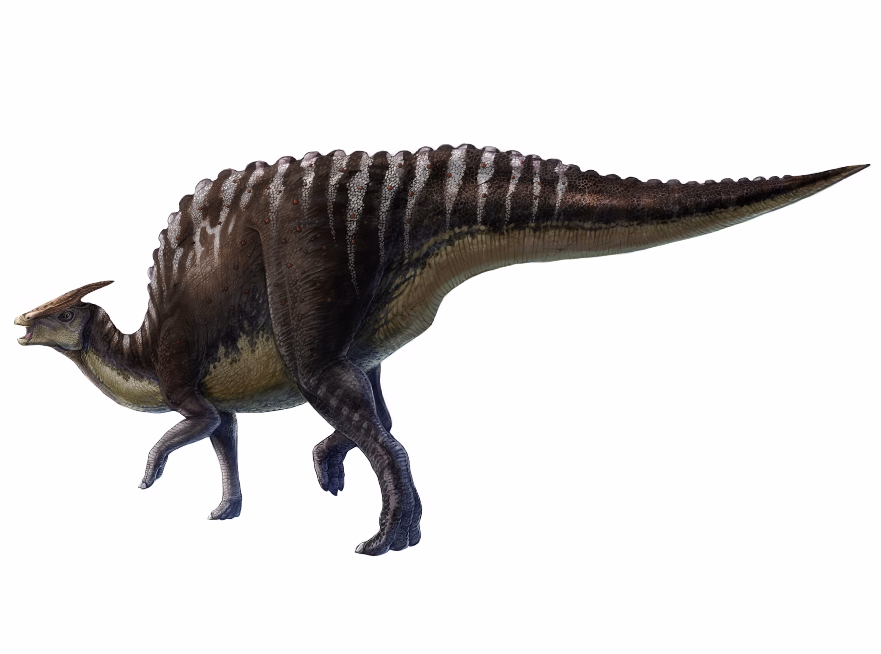 Saurolophus angustirostris dinosaur from Mongolia Gobi Desert