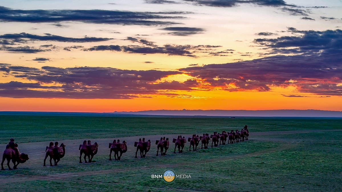 Camel Caravan 10