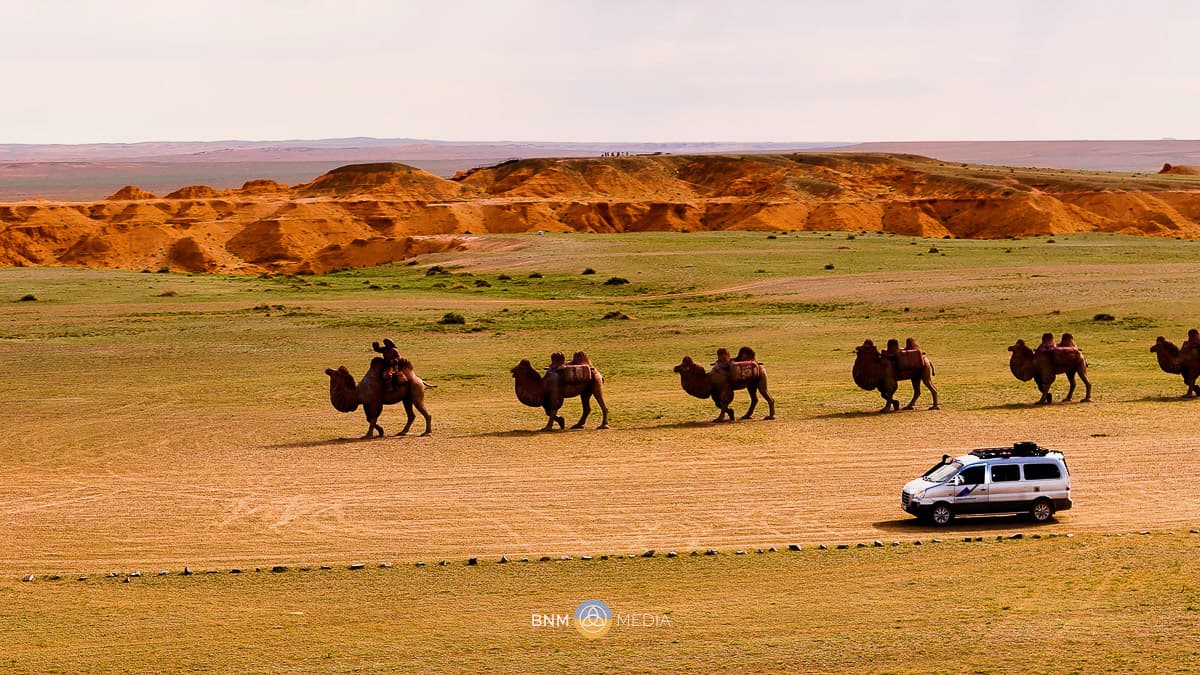 Camel Caravan 6