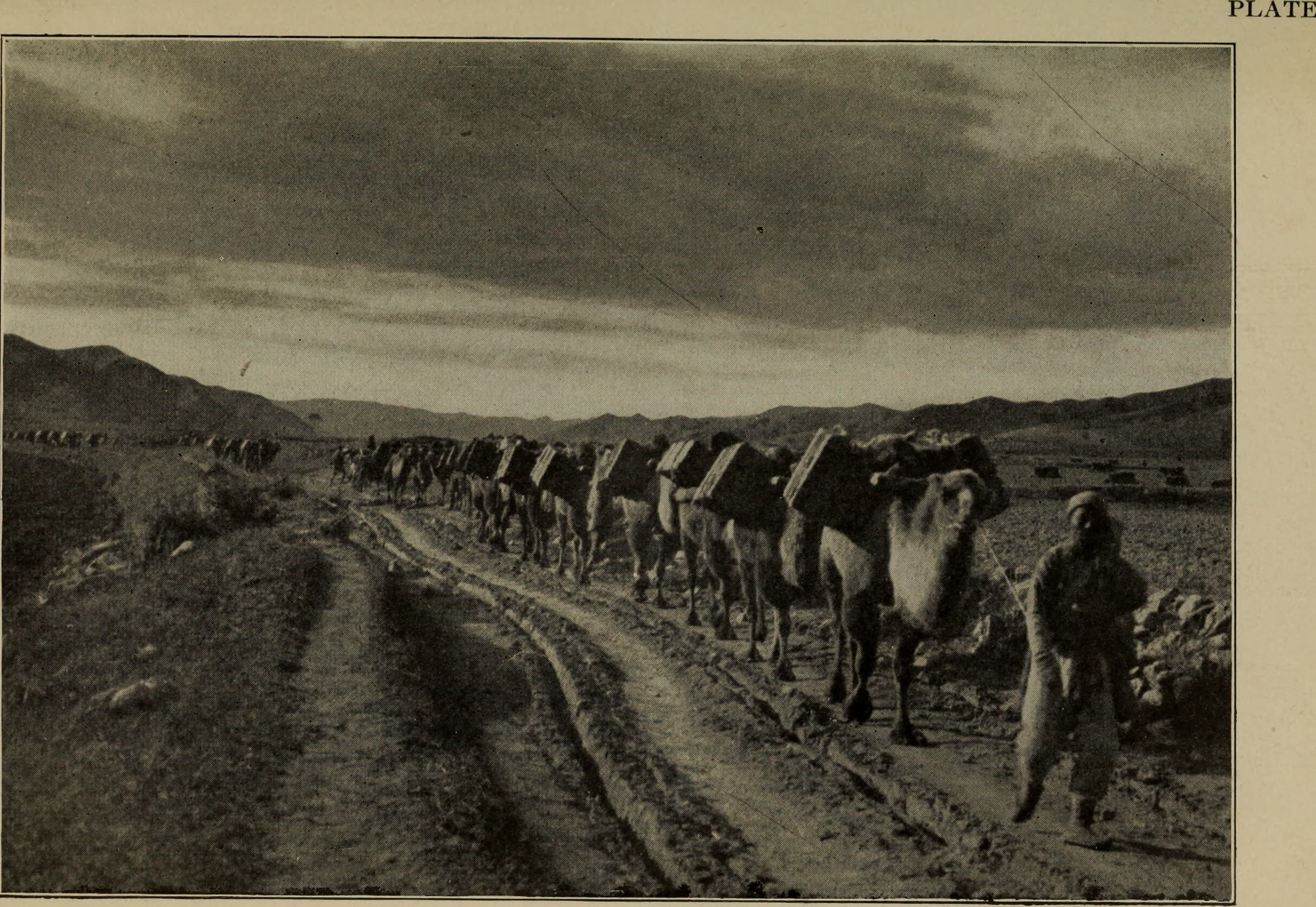 Camel caravan at Bayanzag